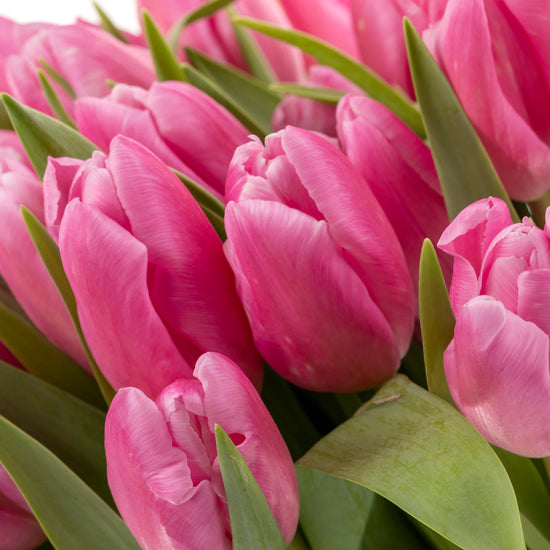 TULIPANES ROSAS