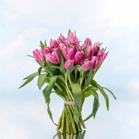 TULIPANES ROSAS