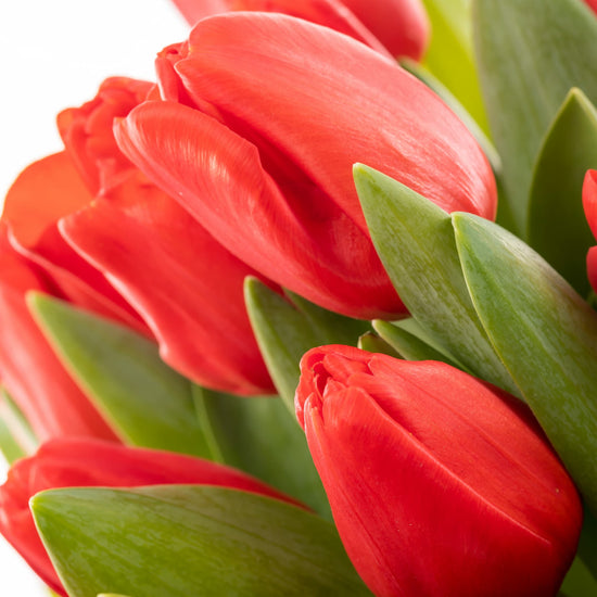 TULIPANES ROJOS