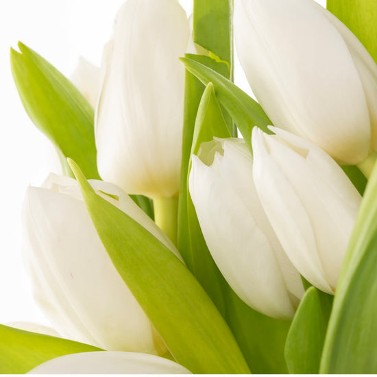 TULIPANES BLANCOS