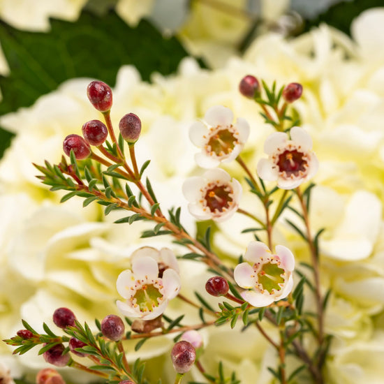 RAMO "HORTENSIAS BLANCAS"