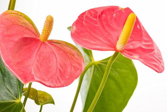 ANTHURIUM ROSA