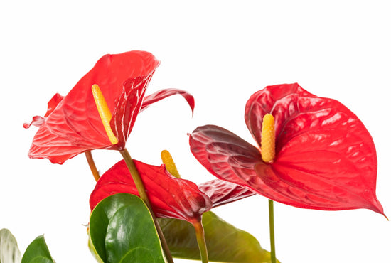 ANTHURIUM ROJO