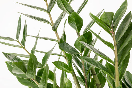 ZAMIOCULCA zamiifolia