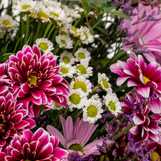 RAMO "DESTELLO FUCSIA"