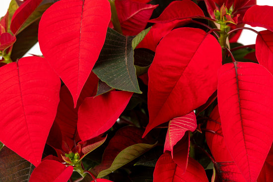 CAJA CON DOS FLORES DE PASCUA
