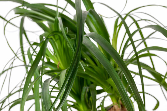BEUCARNEA O “PATA DE ELEFANTE”