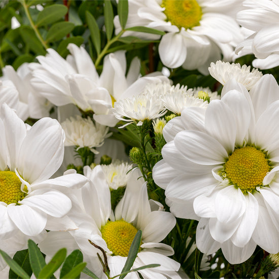 RAMO "BLANCO ESPLENDOR"