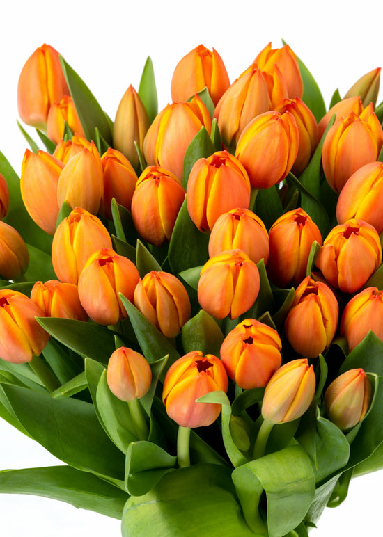TULIPANES NARANJA