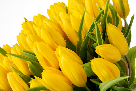 TULIPANES AMARILLOS