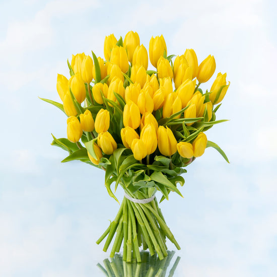 TULIPANES AMARILLOS