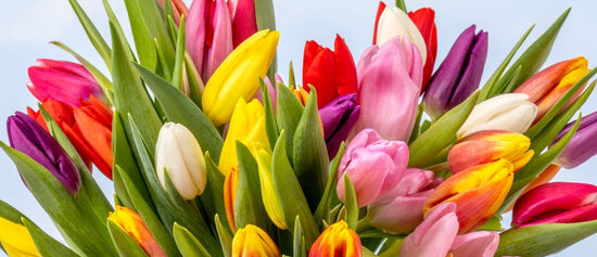 TULIPANES MULTICOLOR