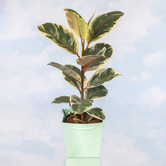 FICUS ELÁSTICA O ROBUSTA