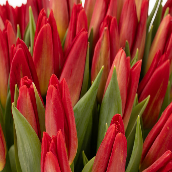 TULIPANES ROJOS