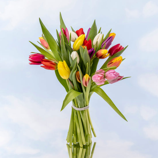 TULIPANES MULTICOLOR