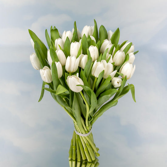 TULIPANES BLANCOS