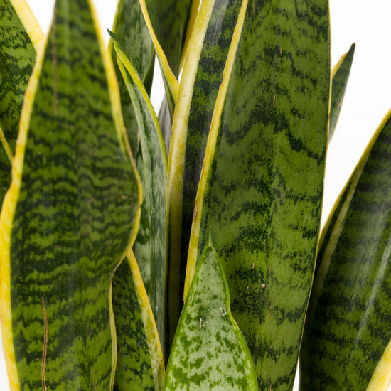 SANSEVIERIA