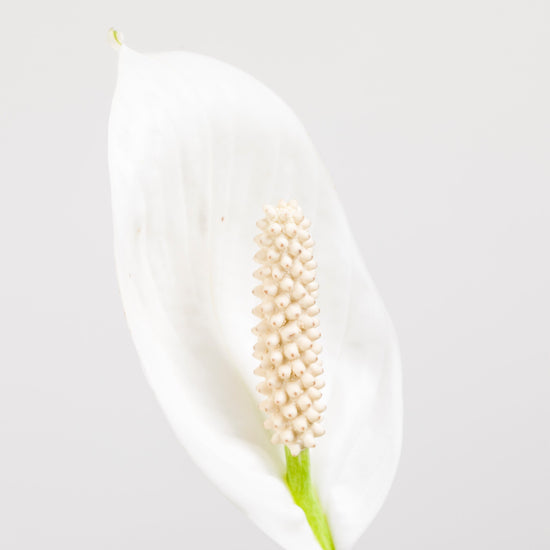 SPATHIPHYLLUM