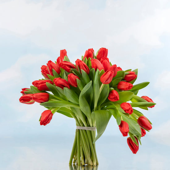 TULIPANES ROJOS