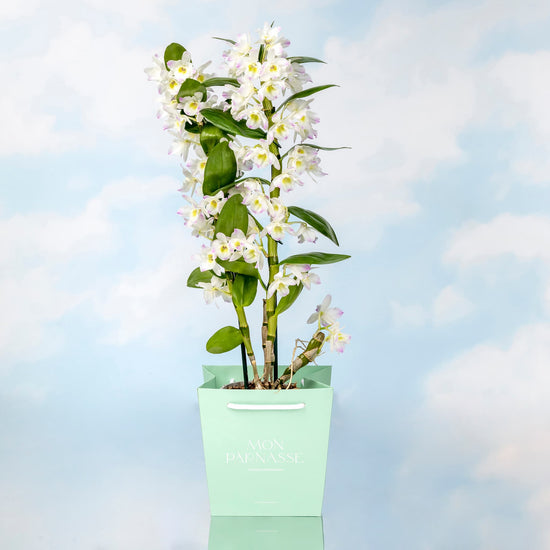 ORQUÍDEA DENDROBIUM