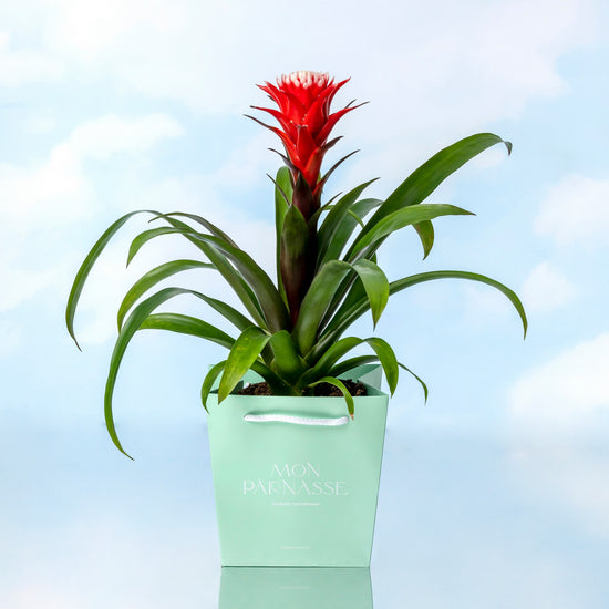 GUZMANIA ROJA (HOPE)
