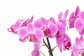 ORQUÍDEA PHALAENOPSIS ROSA