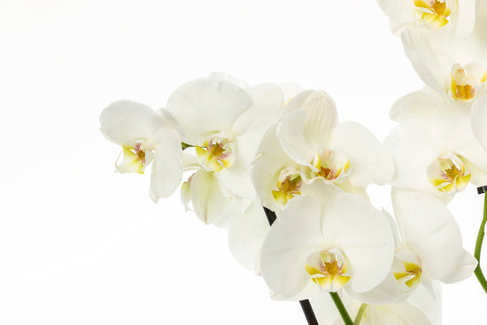 ORQUÍDEA PHALAENOPSIS BLANCA