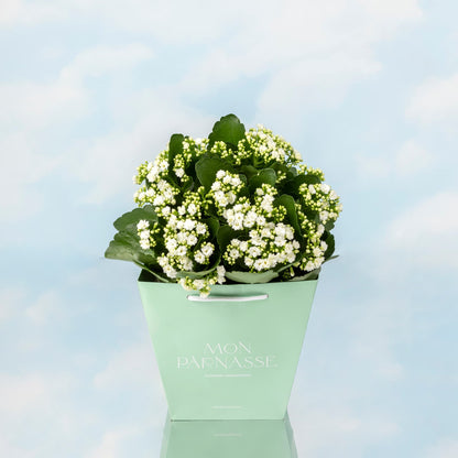 KALANCHOE blossfeldiana