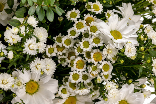 RAMO "BLANCO ESPLENDOR"