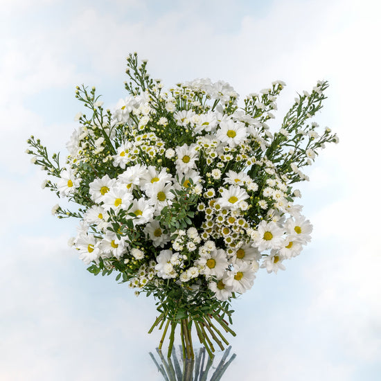 RAMO "BLANCO ESPLENDOR"