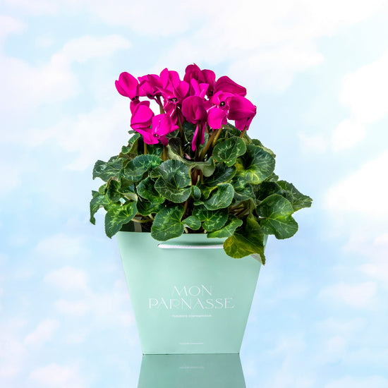 CYCLAMEN MORADO