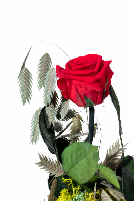 ROSA ROJA PRESERVADA EN CÚPULA DE CRISTAL MEDIANA