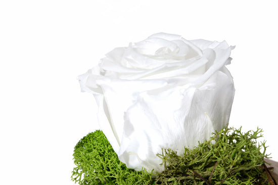 ROSA BLANCA PRESERVADA EN CÚPULA DE CRISTAL PEQUEÑA