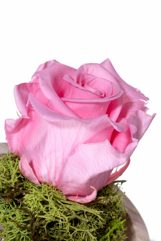 ROSA ROSA PRESERVADA EN CÚPULA DE CRISTAL PEQUEÑA