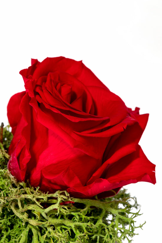 ROSA ROJA PRESERVADA EN CÚPULA DE CRISTAL PEQUEÑA
