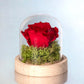 ROSA ROJA PRESERVADA EN CÚPULA DE CRISTAL