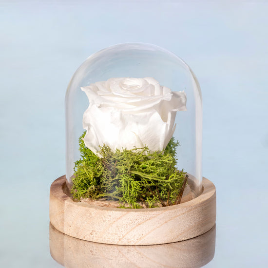 ROSA BLANCA PRESERVADA EN CÚPULA DE CRISTAL PEQUEÑA