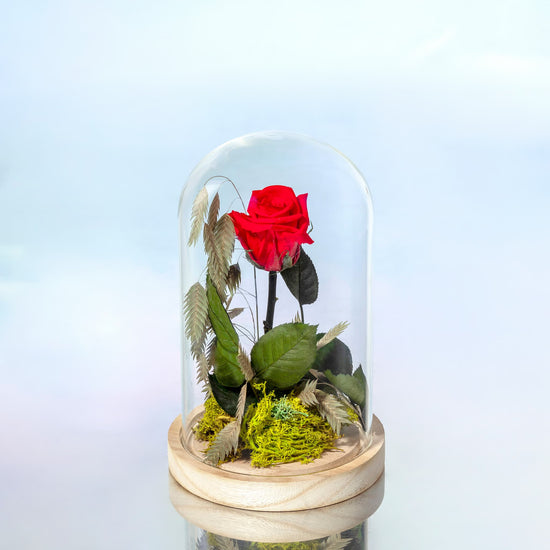 ROSA ROJA PRESERVADA EN CÚPULA DE CRISTAL MEDIANA