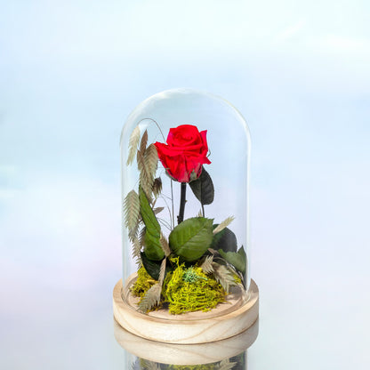 ROSA ROJA PRESERVADA EN CÚPULA DE CRISTAL