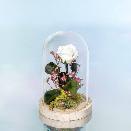 ROSA BLANCA PRESERVADA EN CÚPULA DE CRISTAL MEDIANA