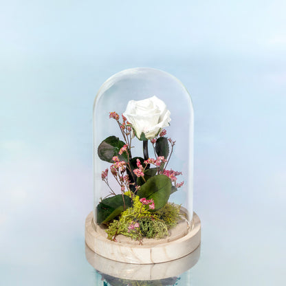 ROSA BLANCA PRESERVADA EN CÚPULA DE CRISTAL MEDIANA