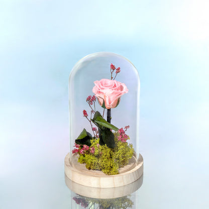 ROSA ROSA PRESERVADA EN CÚPULA DE CRISTAL MEDIANA