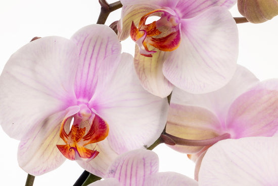 ORQUÍDEA PHALAENOPSIS ROSA