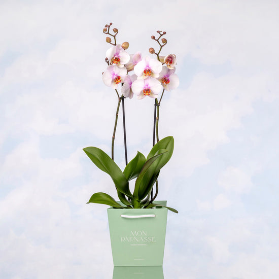 ORQUÍDEA PHALAENOPSIS ROSA