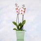 ORQUÍDEA PHALAENOPSIS ROSA