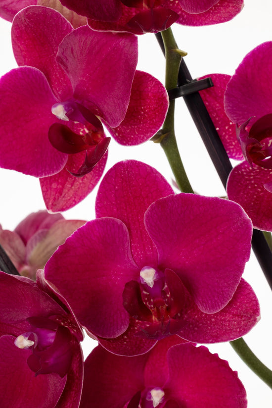 ORQUÍDEA PHALAENOPSIS MORADA