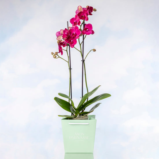 ORQUÍDEA PHALAENOPSIS MORADA