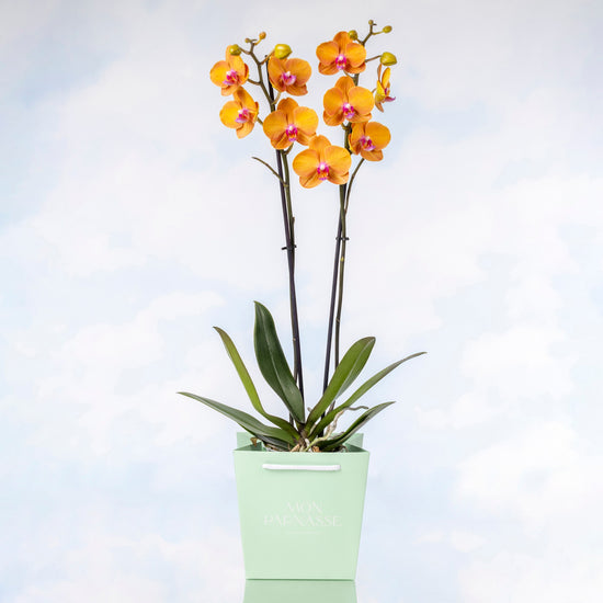 ORQUÍDEA PHALAENOPSIS NARANJA