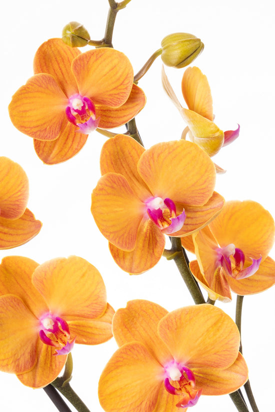 ORQUÍDEA PHALAENOPSIS NARANJA
