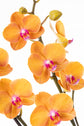 ORQUÍDEA PHALAENOPSIS NARANJA